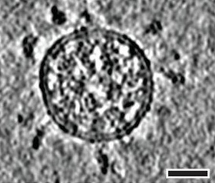 Do Masks Block the Virus?